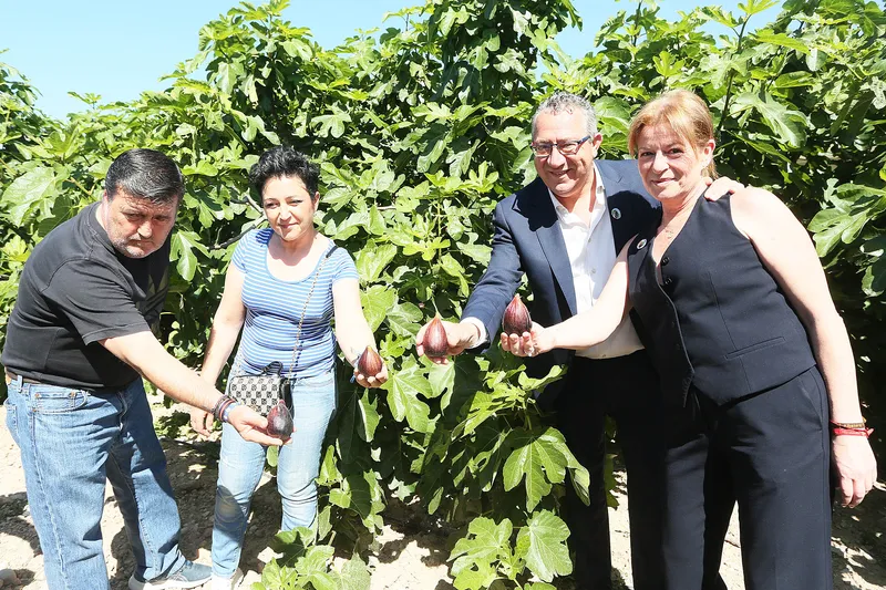 La Diputación de Alicante apoya la breva de Albatera y exige más agua para la Vega Baja