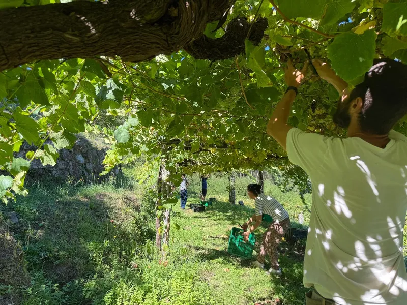 La Diputación de Pontevedra finaliza la vendimia en los viñedos del Castelo de Soutomaior con más de 14.000 kilos de uva