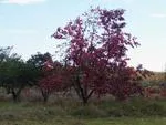Villafranca: Clima templado con extremos en verano e invierno