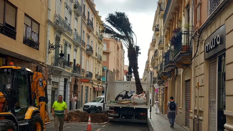 València recupera su palmera emblemática en la confluencia de San Vicente Mártir y Bailén