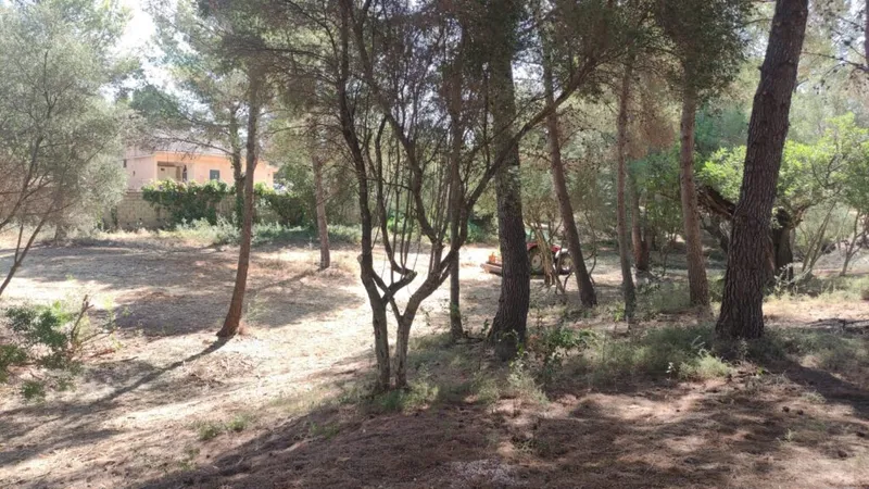 Marratxí sanea sus bosquecillos para prevenir incendios y mejorar el disfrute vecinal