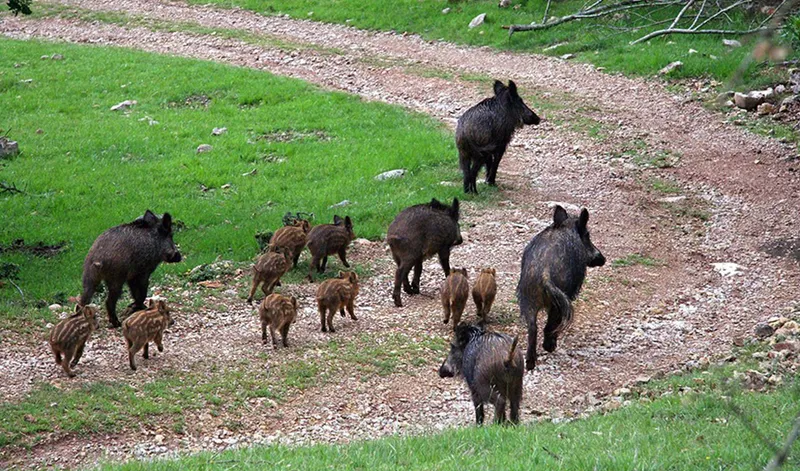 Andalucía abre la caza en terrenos públicos para la temporada 2026-2027