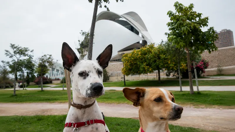 València aconseja a los dueños de mascotas sobre el eclipse solar del 12 de agosto