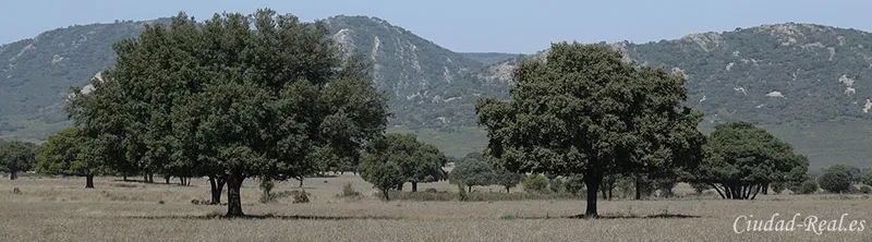 Parque Nacional de Cabañeros: un tesoro de biodiversidad y historia en Castilla-La Mancha