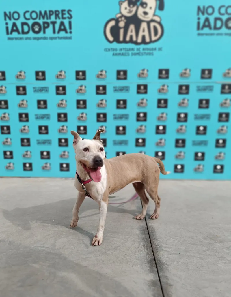 El Centro de Acogida de Animales de Adeje busca hogares para perros y cachorros