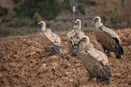 Basardilla, un paraíso natural en la Sierra de Guadarrama