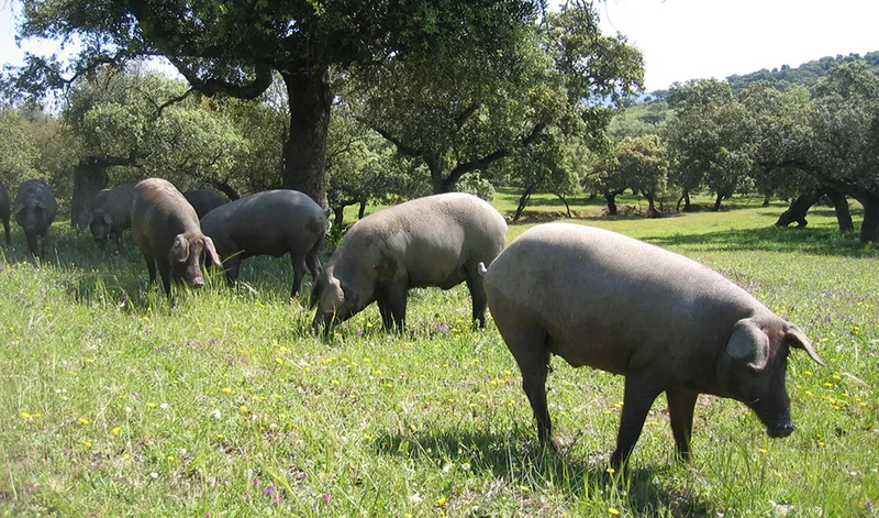La Junta de Andalucía abona 54 millones a ganaderos extensivos afectados por borrascas
