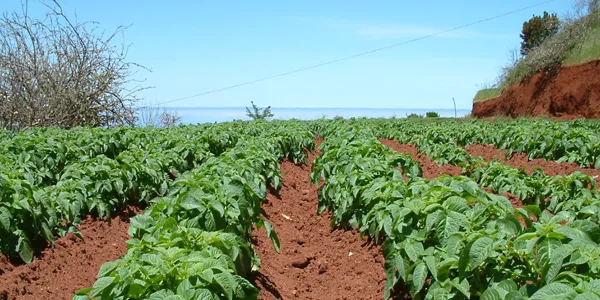La agricultura de Villa de Garafía se beneficia de agua y buen clima para sus cultivos