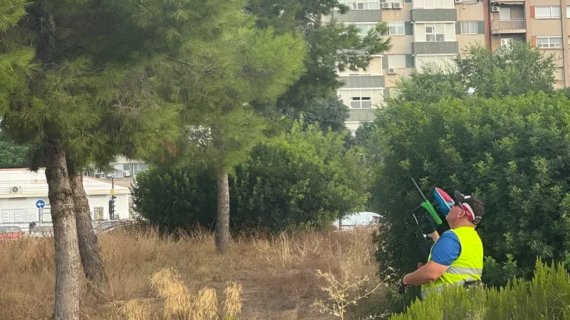 València ensaya un método ecológico para controlar la procesionaria en sus pinos