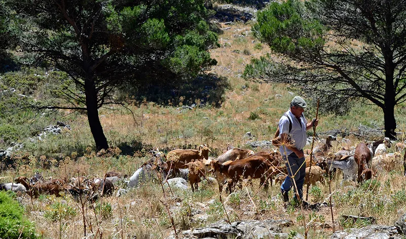 La Junta de Andalucía destina 5 millones a ayudas para la conservación de razas ganaderas autóctonas
