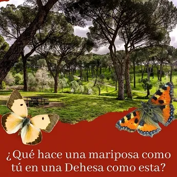 Descubre las mariposas del parque Dehesa de la Villa en Madrid