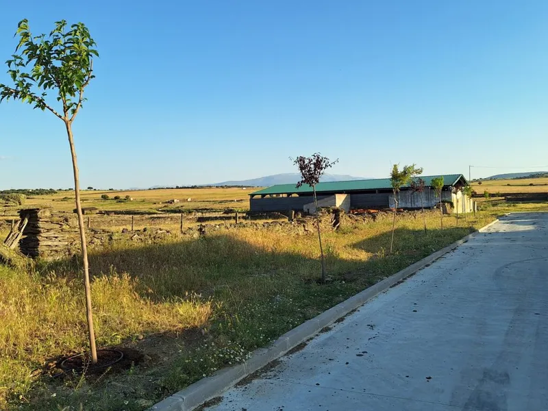 Pizarral embellece la calle Cortinillas con la plantación de más de 10 árboles