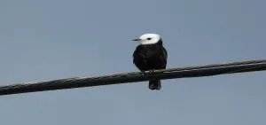 Ridgefield celebra el Birdfest y Bluefest para conocer la fauna y cultura local
