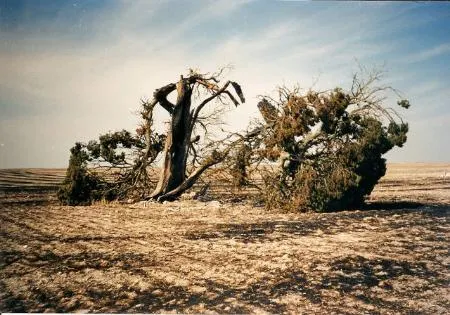 Olombrada: Un recorrido por su flora y fauna, un legado natural en Tierra de Pinares