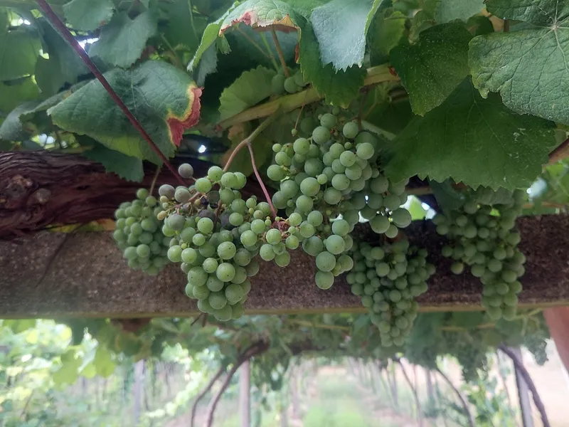 La Diputación de Pontevedra alerta sobre mildiu y recomienda cuidados en viñedos
