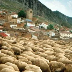 El ciclo del pastoreo: esquileo, marcado y trashumancia en la Soria rural