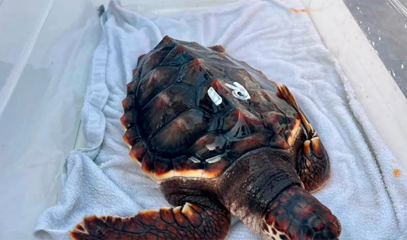 Dos tortugas bobas regresan al mar en Roquetas de Mar tras su recuperación