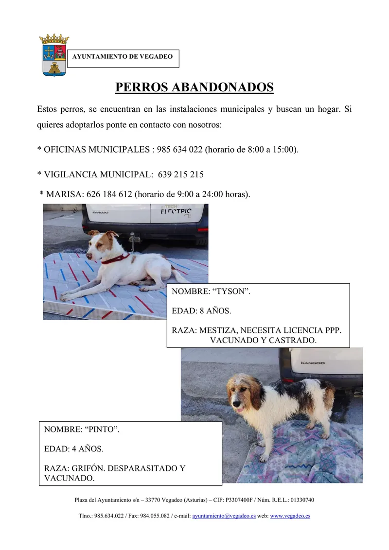 Vegadeo busca hogares para perros abandonados en sus instalaciones municipales
