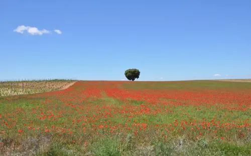 Burgos: un mosaico de paisajes que desafía el tópico de la tierra llana
