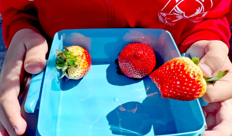 Andalucía reparte fruta, hortalizas y leche a casi 2.000 colegios en un año