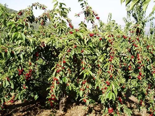 Gargantilla celebra sus sabores: de las migas al licor de cereza