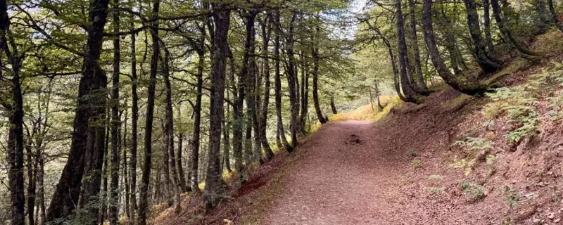 Diputación de Ávila organiza talleres de gestión forestal para prevenir incendios
