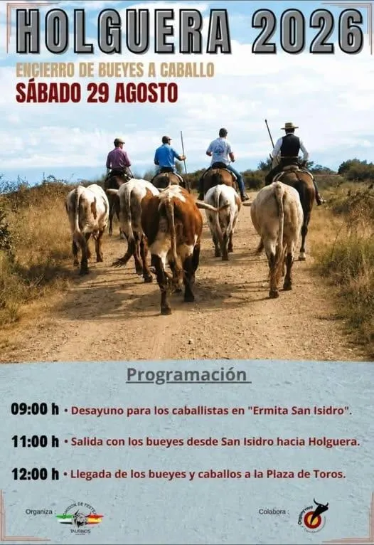 Holguera celebra sus fiestas con el tradicional encierro de bueyes a caballo