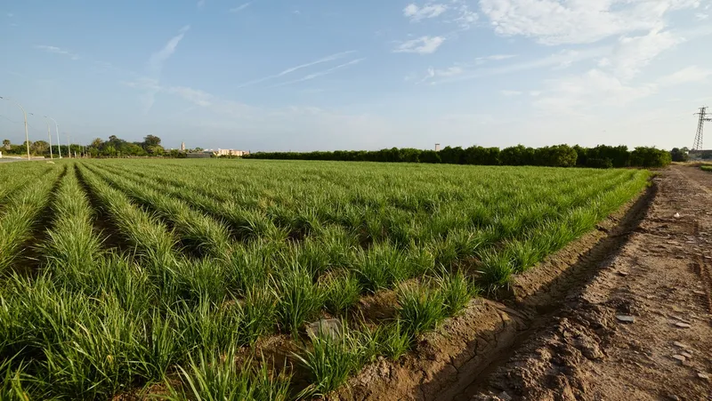 València destina 860.000 euros a la limpieza y mantenimiento de la huerta durante cinco años