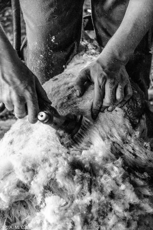 La Mesta: historia de la organización ganadera que vertebró la trashumancia en España