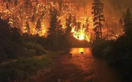 Castilla y León en alerta por riesgo de incendios forestales del 20 al 23 de junio